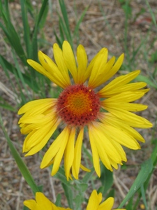 Gaillardia spp.